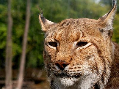 Eurasischer Luchs