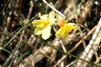 Ginsterblüte