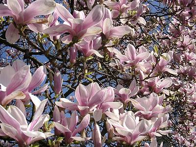 Magnolien