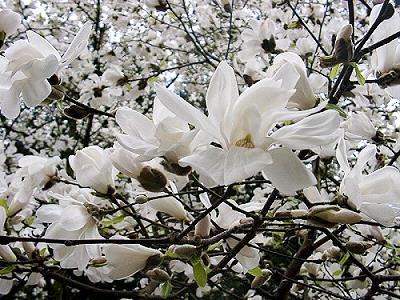 Magnolien weiß