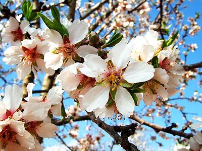 Mandelblüte auf Mallorca