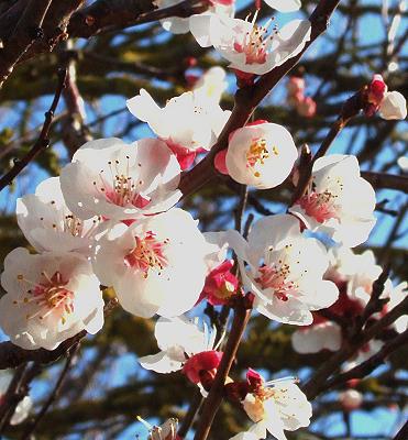 Mandelblüte