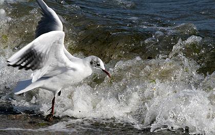 Welle erschrickt Möwe