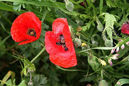 Mohn