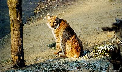 Luchs Nikolai