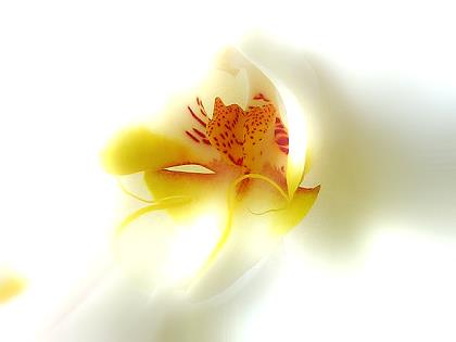 Orchiddreamy