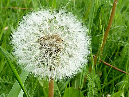 Pusteblume