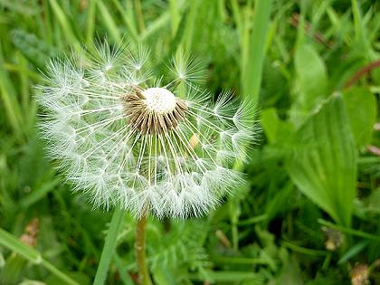 Pusteblume