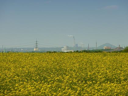 Rapsfeld vor Gelsenkirchen