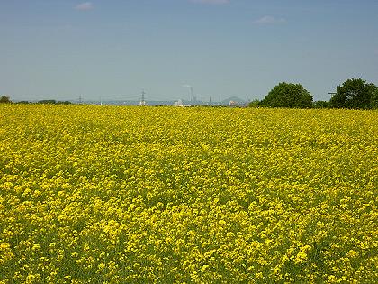 Rapsfeld