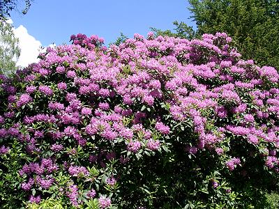 Rhododendronblüte