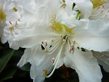 Rhododendren