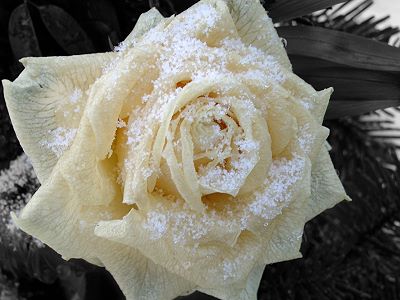 Schneerose