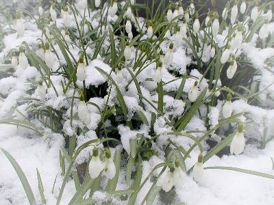 Schneeeglöckchen