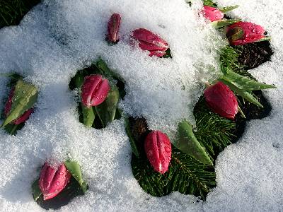 Tulpen im Schnee