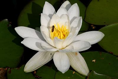 Seerose in Didi's Teich