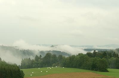 Frühnebel