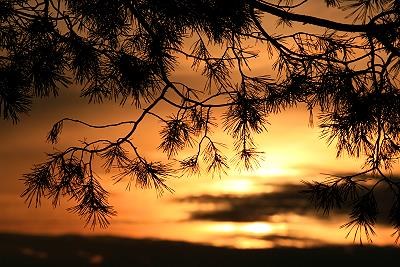 Sonnenuntergang im Königsbrücker Forst