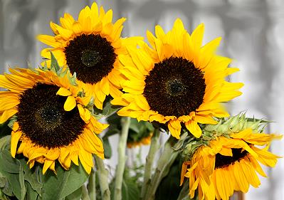 Sonnenblumen aus Königsbrück