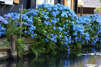 Blaue Hortensienbüsche