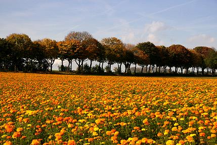 Tagetesfeld im Herbst