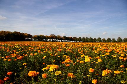 Tagetesfelder bis zum Horizont