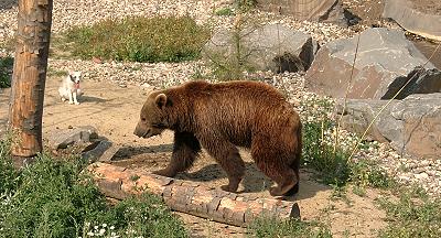 ZOOM Erlebniswelt, alles in Ordnung und der Polarfuchs schaut zu