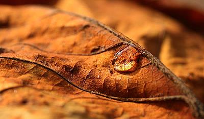 Herbsttropfen