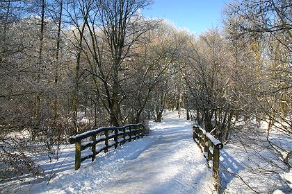 Winterwald