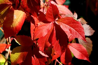 herbstliche Weinblätter