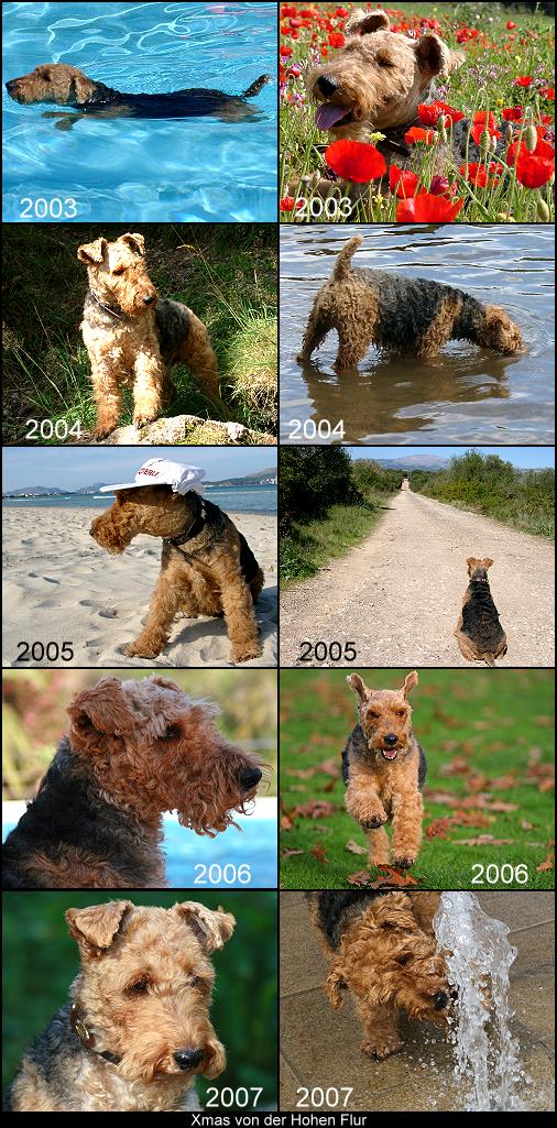 10 Jahre Welsh Terrier Xmas