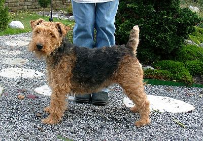 Xmas vor dem Trimming