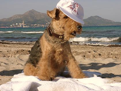 Xmas am Strand von Alcudia