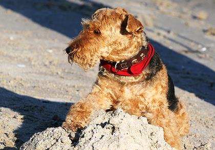 Xmas am Strand von Kellenhusen