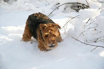 Schneebedeckt