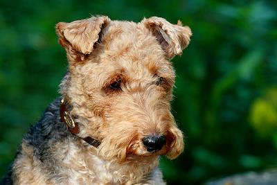 Welsh Terrier Xmas